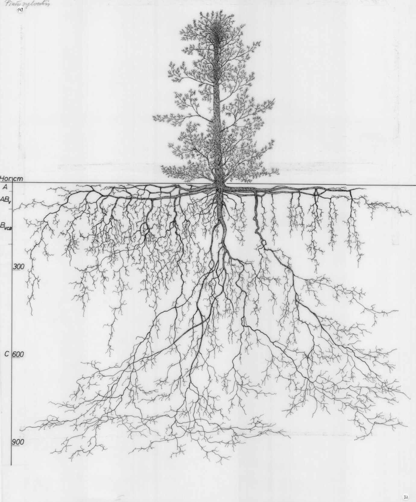 Pinot tree root system diagram