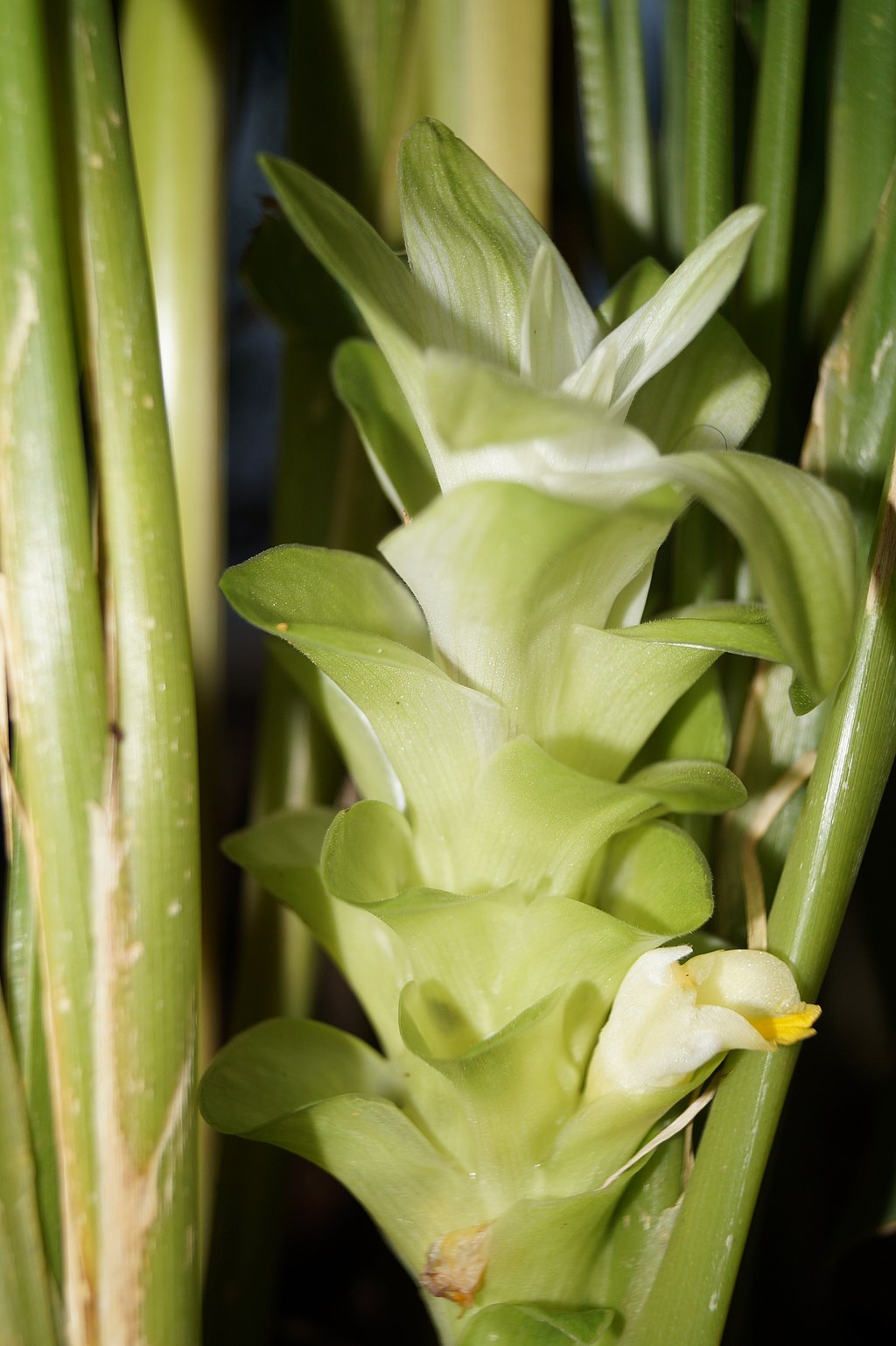 Turemric Inflorescence