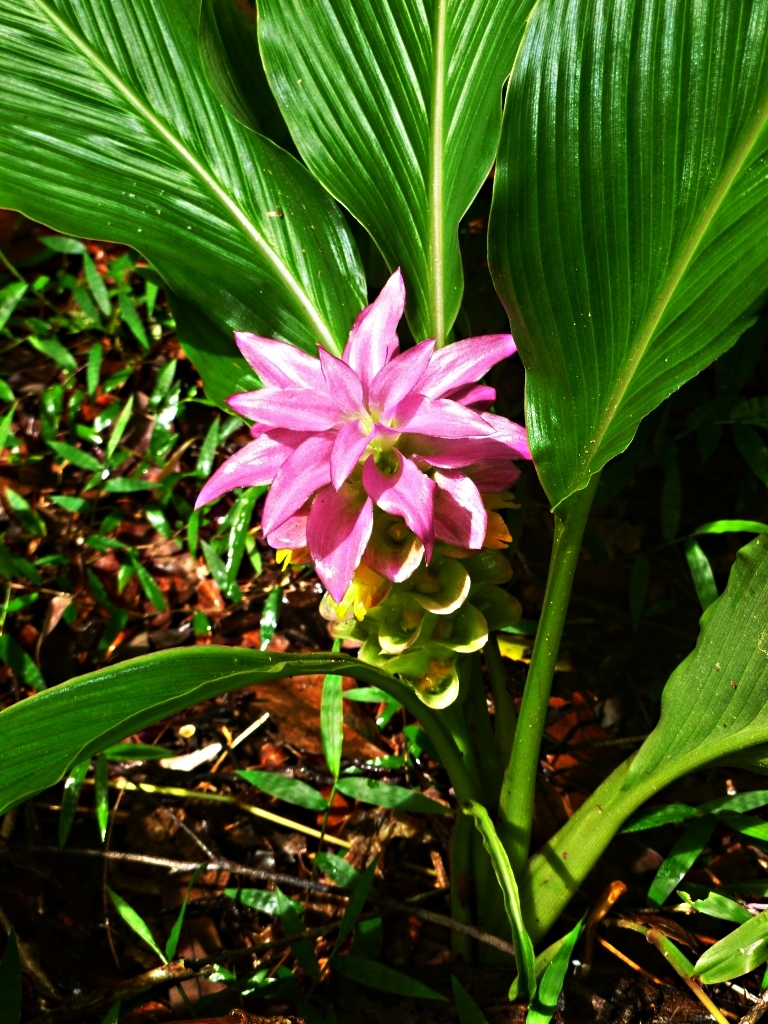 Turmeric Flower Plant